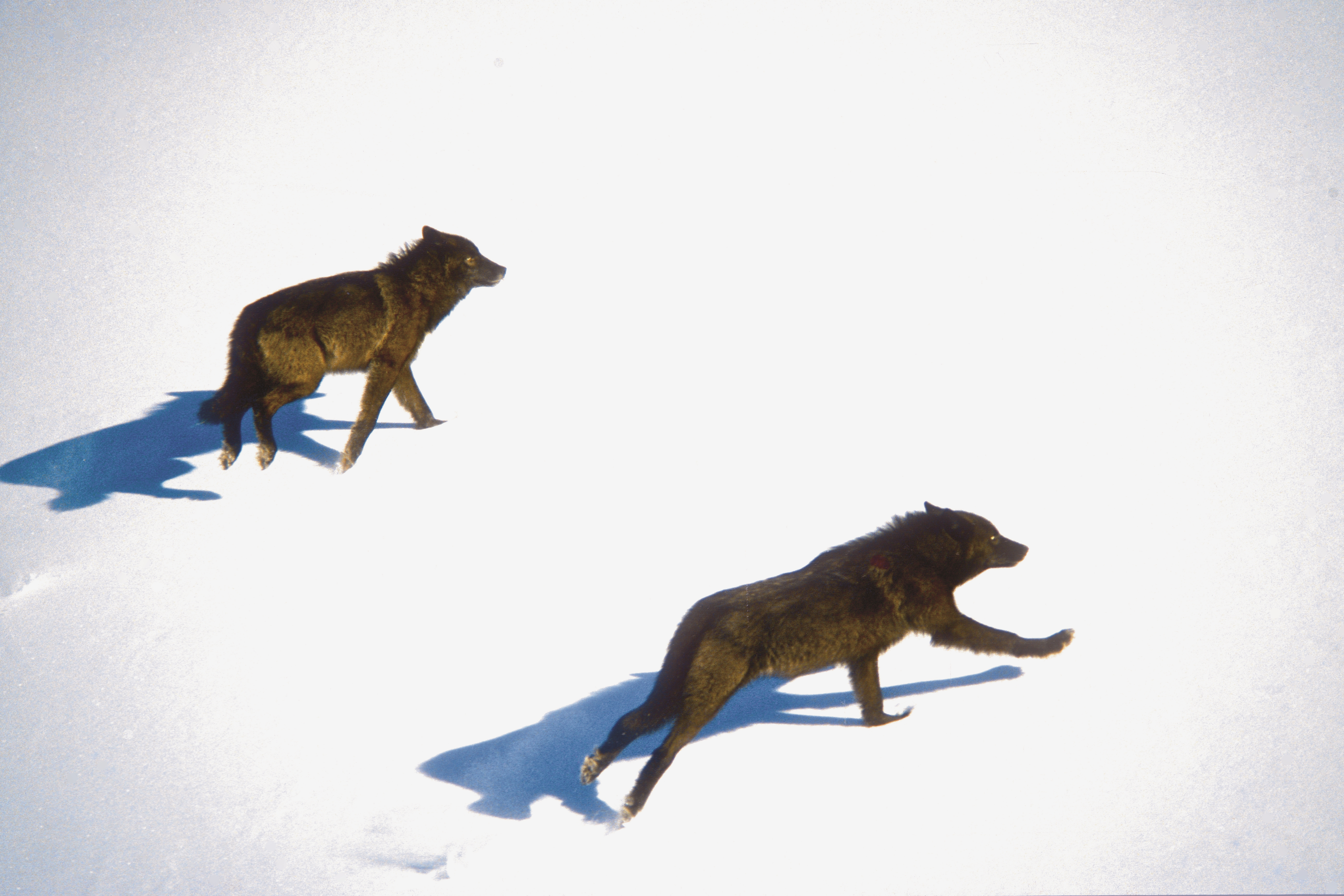 Wolves Alberta_Paul Paquet