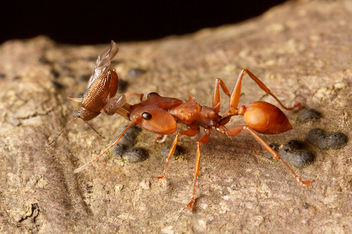 A few of the ants walking towards nest entrances had prey, such as this pretty but unfortunate beetle.
