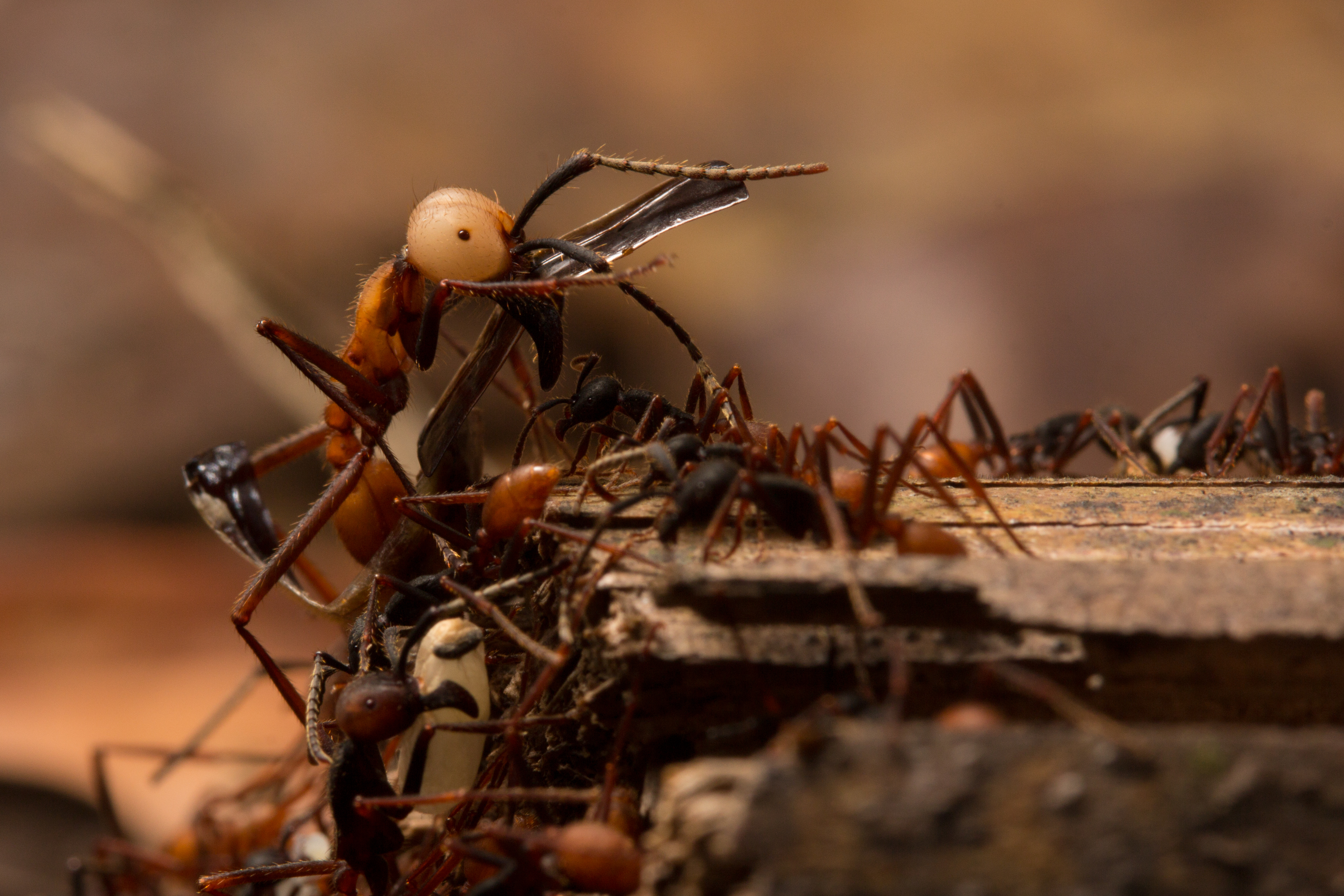 Название армейского муравья. Dorylus муравьи. Муравьи кочевники. Муравей Эцитон. Армейские муравьи.