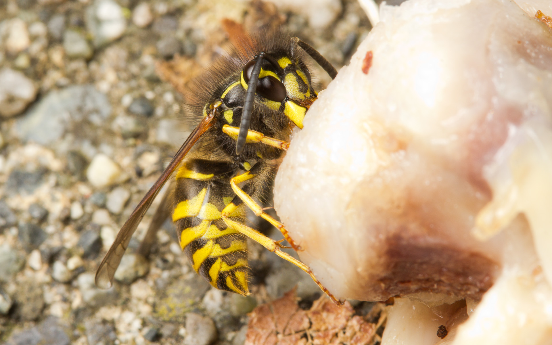 Counting wasp attacks: investigating alarm pheromones in ...
